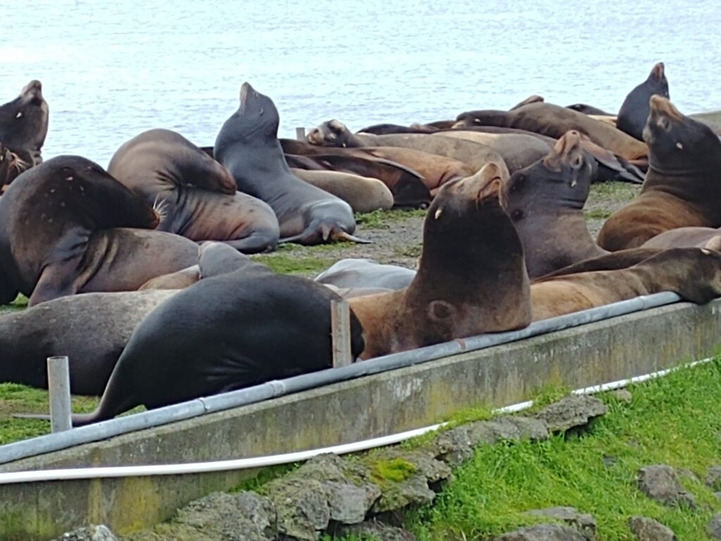 2018-12-24-Sea-Lions-on-Dock